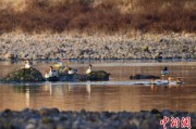 查梦解码歙县完成安徽首个县域生物多样性调查 共记录物种近4千种